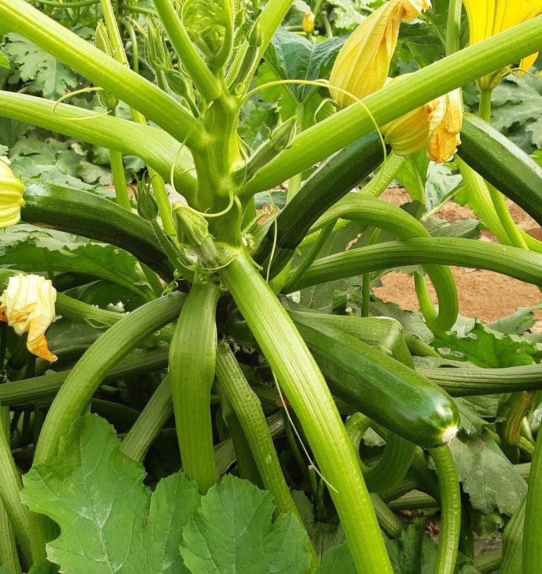 Découvrez la variété LOGOS