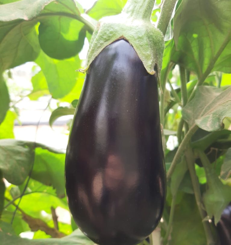 Aubergine : la Chine domine la production, l’Espagne règne sur l’exportation